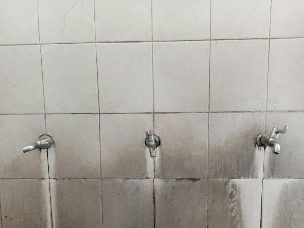 Best Mold removal after water damage  in Round Lake Heights, IL